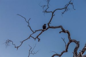 Dead tree