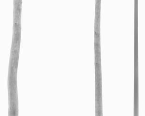 Two Trees One Pole  © David Paul Bayles