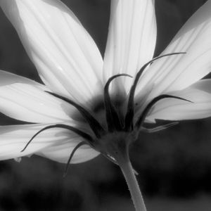 Flowers 12