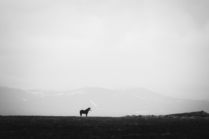 Borgarfjörður