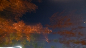 Flow of the Pine Tree