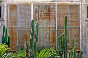 Cactus Grill