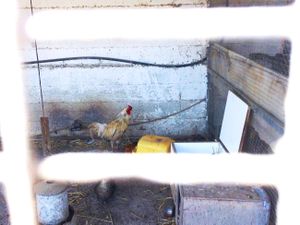 "Slumdog millionaire rooster with his own box, within a box, within a box."