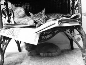 Hemingway's House's six-toed Cats