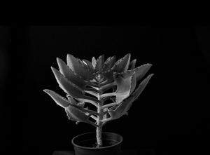 plant portraits