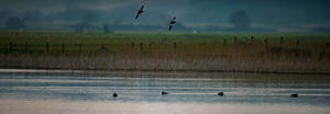 Landing