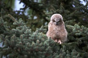 Great Horned Owlet