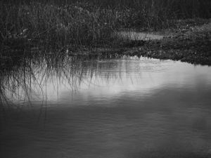 Beside the water II