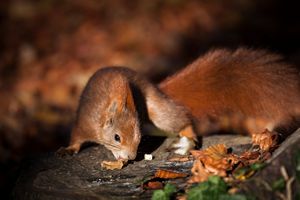 Little Fella