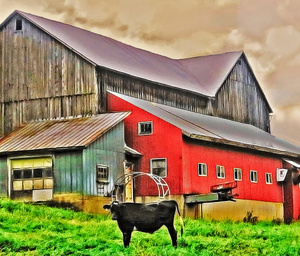 Black Cow--Delaware County, NY