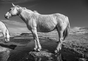 Visual Epilogue: The Magnificent Statuesque Mare