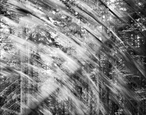 Falling Tree # 4  © David Paul Bayles