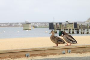 Harbor Ducks