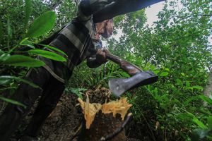 Save Mangrove Forest