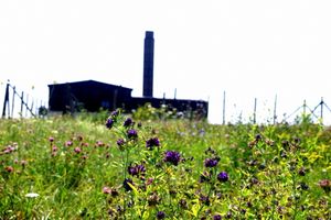 Rebellion of the weeds