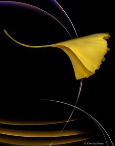 Confluence 8 © Kim Kauffman
