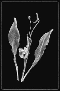 faded tulip