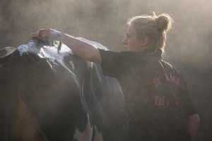 Hand scrubbing the cattle