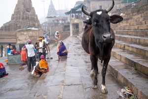 Cow In Varanasi