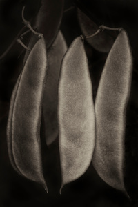 Cluster of Willow-leaf Butter Beans
