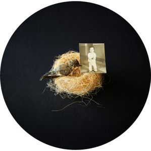 unknown roosts