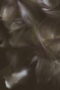 Ode to the Artichoke.