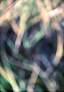 Twilight Grassland #7