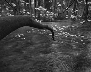 Dogwood Blossoms on Tenaya Creek