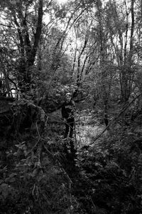 Finding Horses on the Trail