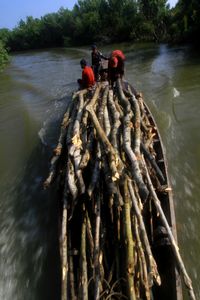 Save Mangrove Forest