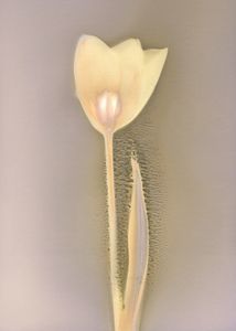 Tulip on Arista RC - © Erin McGuire