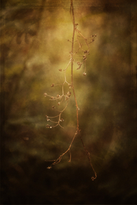 Bare Branches