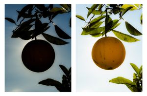 Orange I and II, December 31, 2017, Huntington Beach, CA, 2018, Chromira prints on Glossy Fujicolor Crystal Archive Paper, 40 x 30 inches each