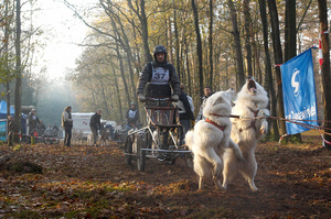 Feature on Mushing Holland sleddog competition
