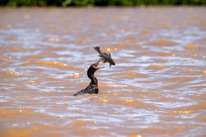 Cormorant versus Pleco Fish
