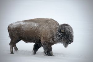 Snow on Bison