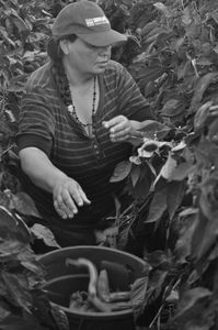 Chiles grow on low bushes, so workers kneel to pick them, pushing a bucket ahead of them. © Joseph Sorrentino