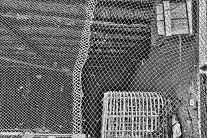 Klatka / The Cage