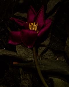 Tulip II
