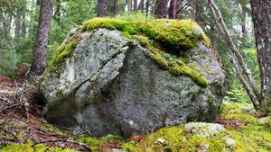 untitled #2 from boreal forest