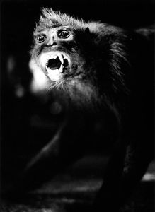 Monkey