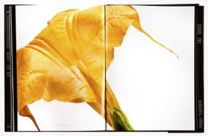 Spread 160,  Angel’s Trumpet (Brugmansia versicolor) From the book, joSon Intimate portraits of nature