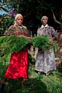 Organic tea tree farmers in Kenya preparing to pack plants