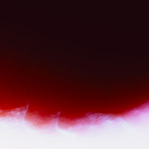 Body Archive: Dissection V