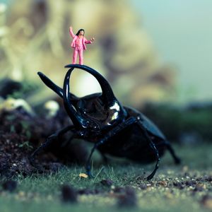 Jungle Gym Beetle