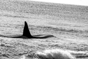 Orcas