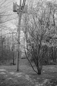 Spring Allergies - 2021