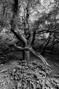 Epping Forest | 02