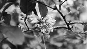 Emergence