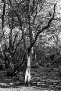 Epping Forest | 07